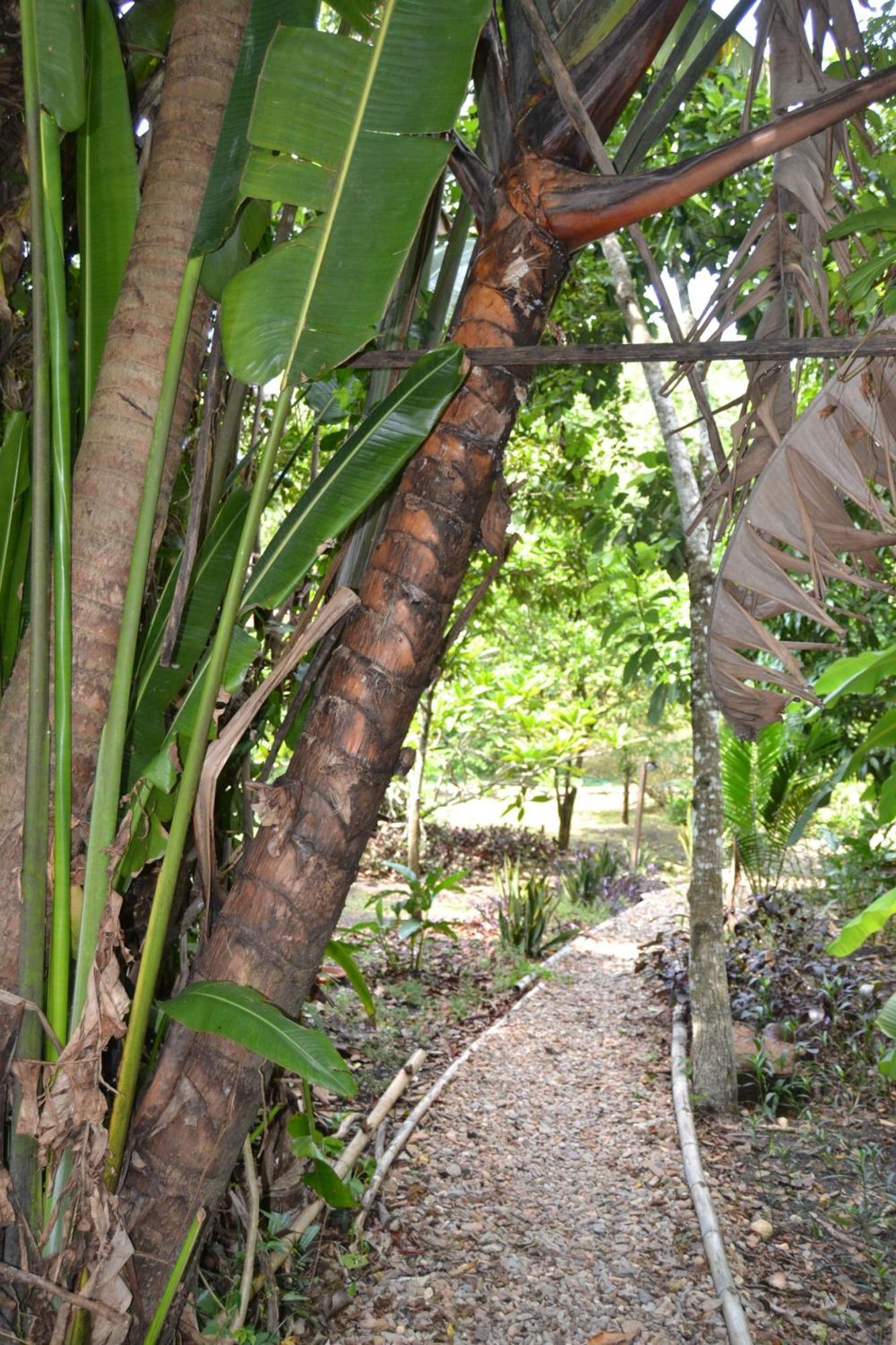Iguana Roost Tourism Gold Standard Fully Equipped Two Bedroom Cabin San Ignacio Exterior foto
